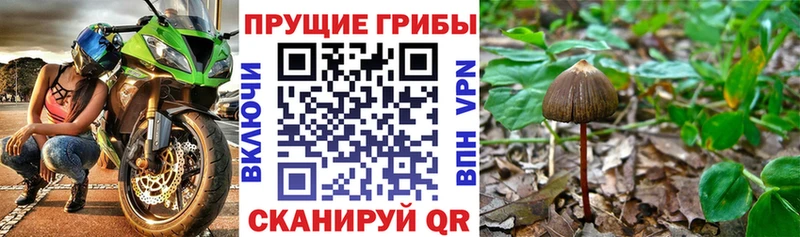 Галлюциногенные грибы Psilocybe  Минеральные Воды 
